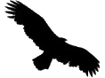 Eagle Eyes Construction